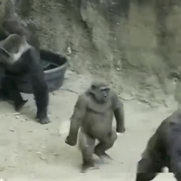 Funny Monkeys make me Happy