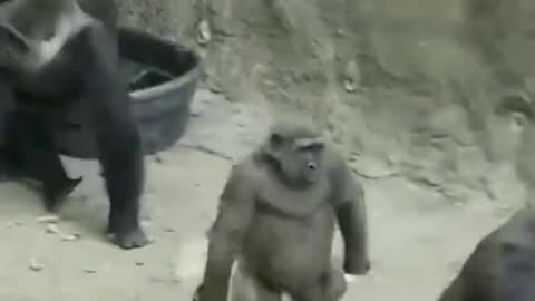 Funny Monkeys make me Happy