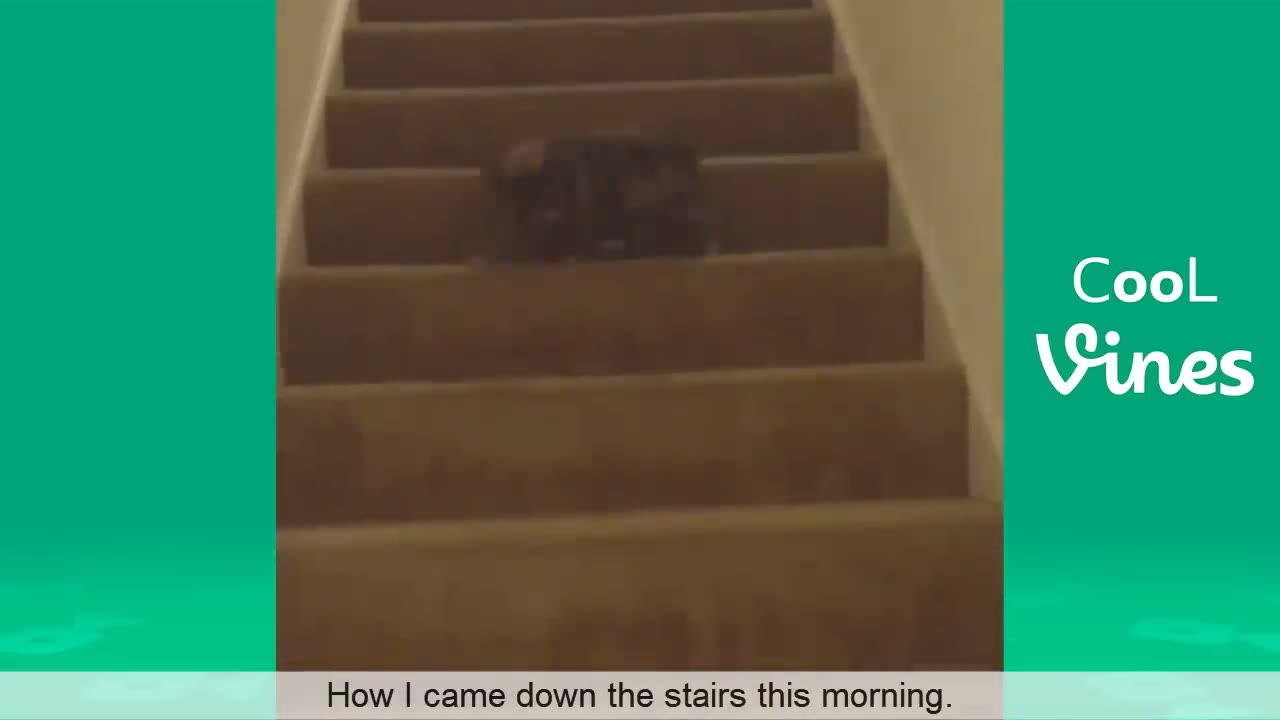 Try not to laugh 😂