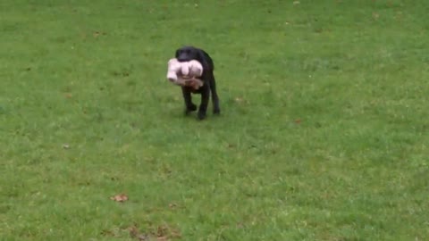 Whitby MR. Scruffins Labrador lovely