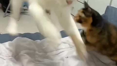 Funny cats, short, video, comment, viral, America, England, comedy, short,
