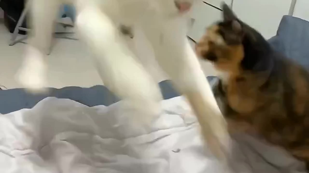 Funny cats, short, video, comment, viral, America, England, comedy, short,