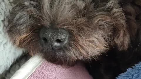puppy