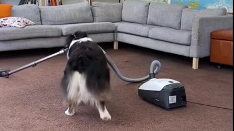 Vacuum Dog