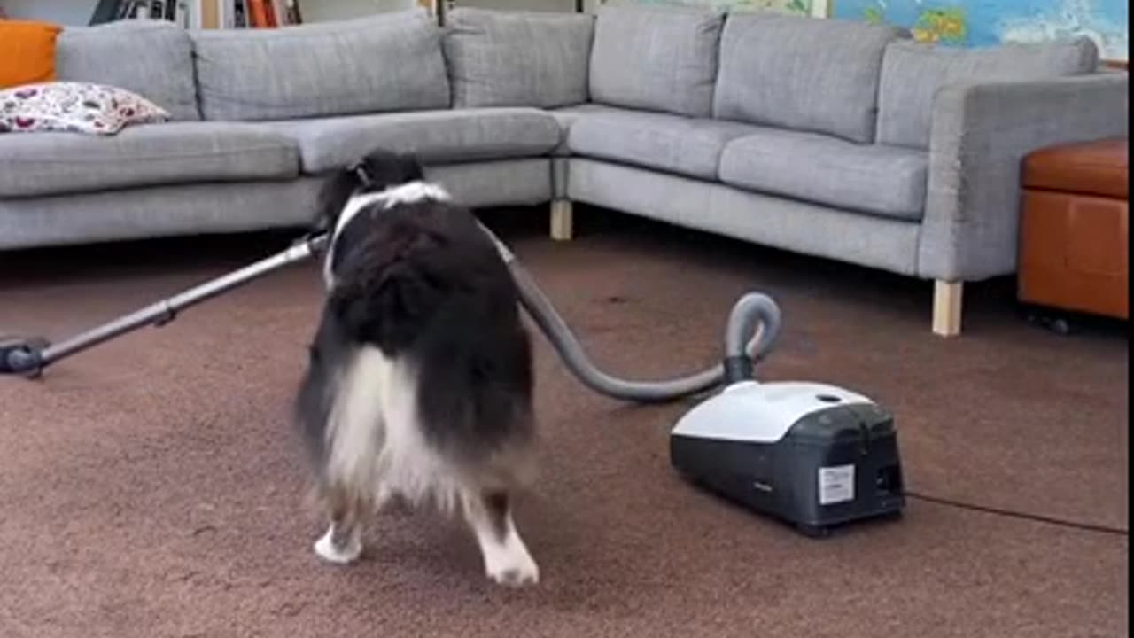 Vacuum Dog