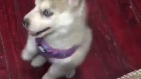 Clever Little Husky