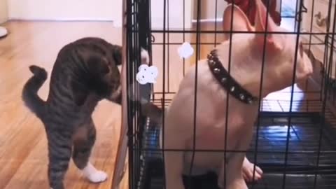 When cat want play with pug dog