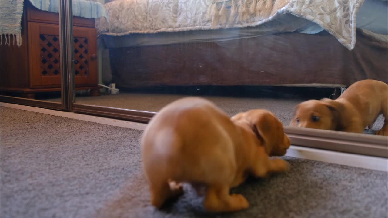 cute puppy play with mirror