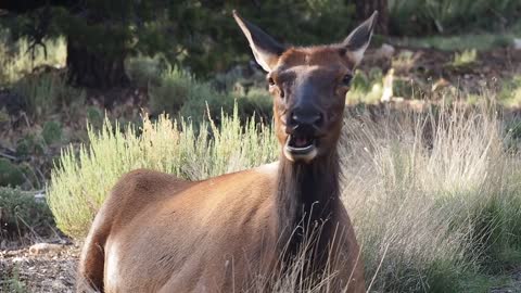 Elk Animal Chewing Eating Grazing Mammal Sitting