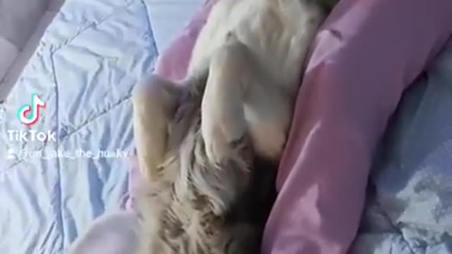Jake the Husky enjoys getting massages.