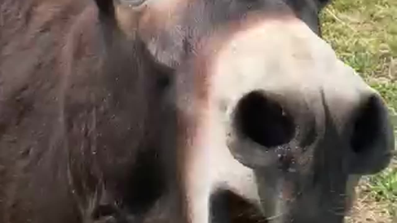 Donkey Has Something Urgent To Say