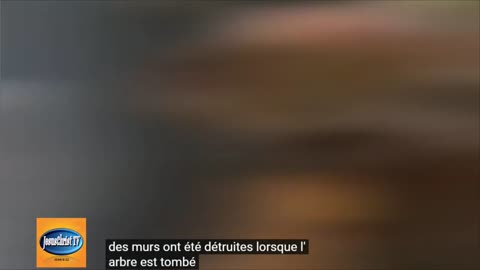 Un bébé échappe de justesse à la mort suite à l'effondrement d’un gros arbre
