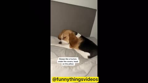 Funny Animal Videos Compilation (2022) 🐶🐱🤣🥰 #1