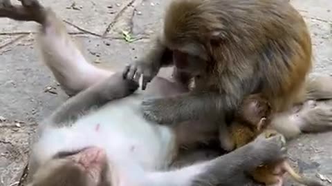 Cute Monkey China & Funny Love monkey| Animals Love