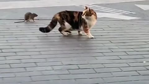 new generation cat