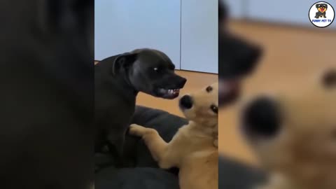 Cute And Funny Puppy With Kitty | Play Together🐈🐕