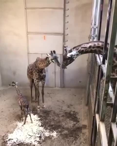 Giraffe maternity hospital and meeting with his father