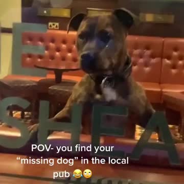 at the pub so my owner can find me easier