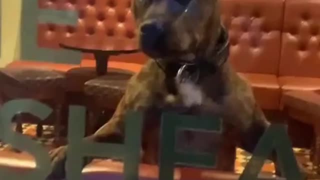 at the pub so my owner can find me easier