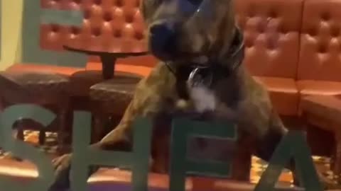 at the pub so my owner can find me easier