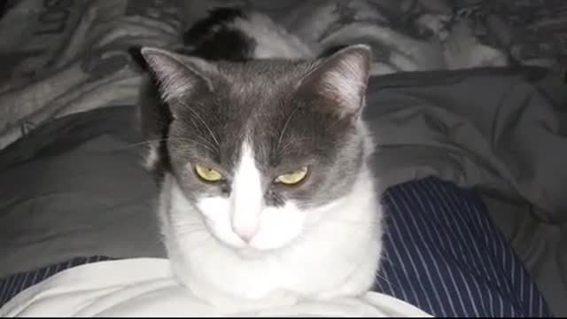 Purring Cat ASMR (No Talking)