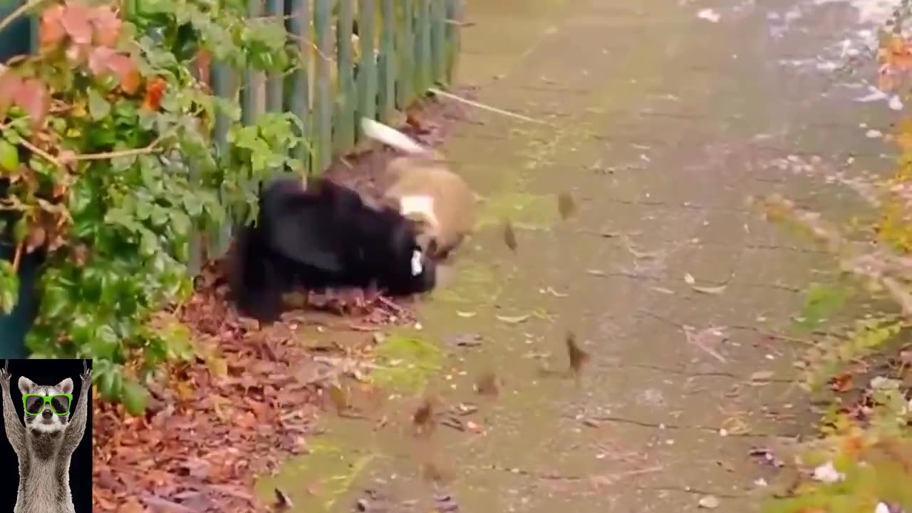 funny animal