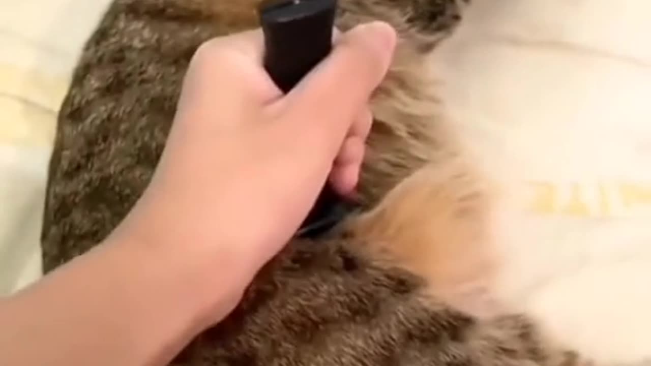 It's time to laugh with the animals