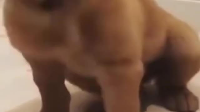Cute Puppy Reacting To Lemon I Golden Retriever