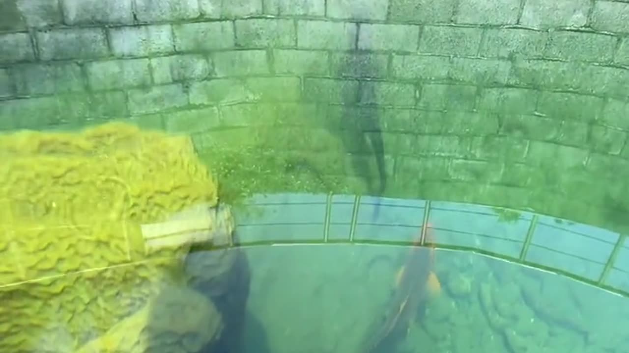Iphone 14 pro max underwater camra test||iphone 15 camra test