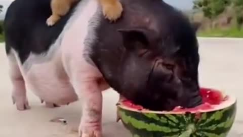 Cute and Funny Dog Videos Compilation