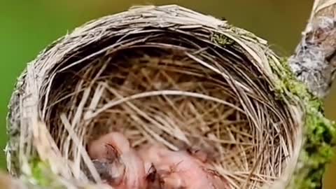 Black pillow blue flycatcher brood