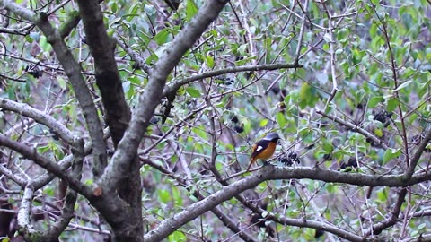 The beautiful bird in forest