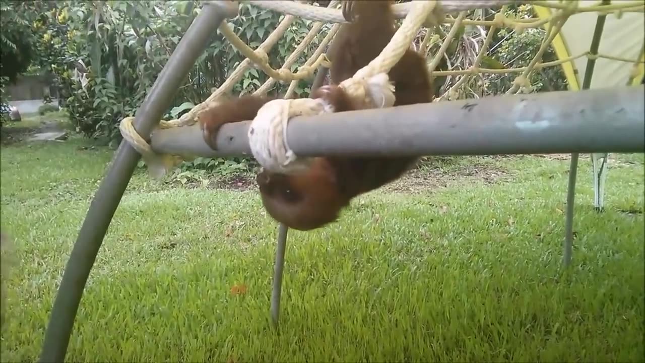 Baby sloths Being sloths