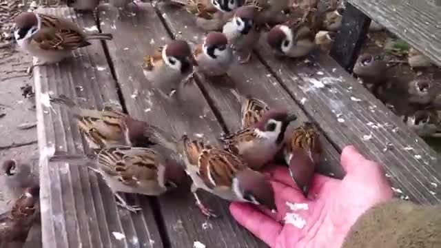 Sparrows