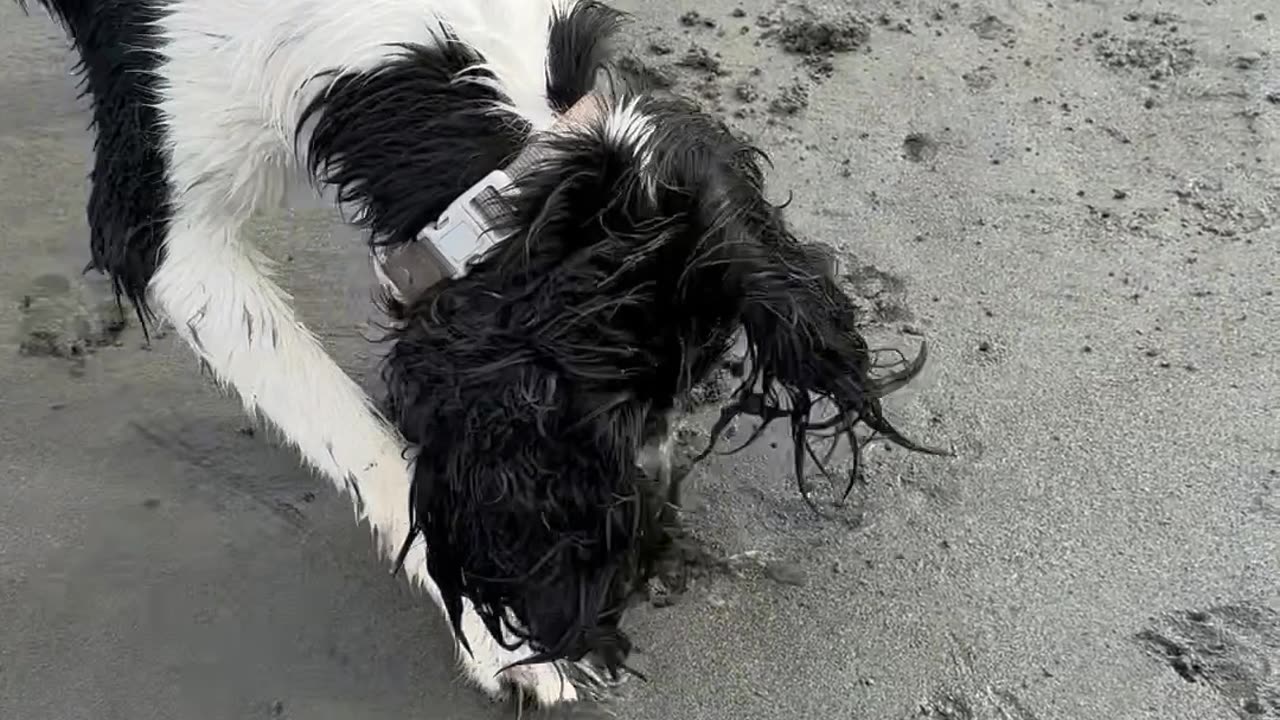 Springer Spaniel Discovers Clams at the Beach