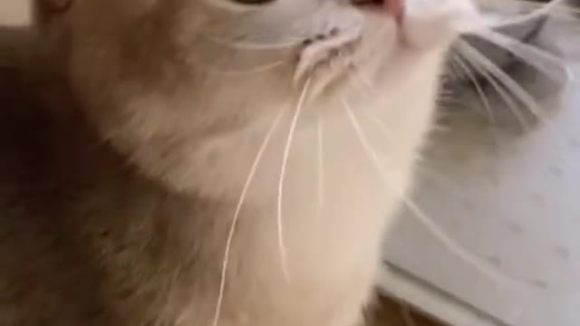Cat 🐱 ASMR