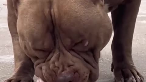 Dangerous dog breeds