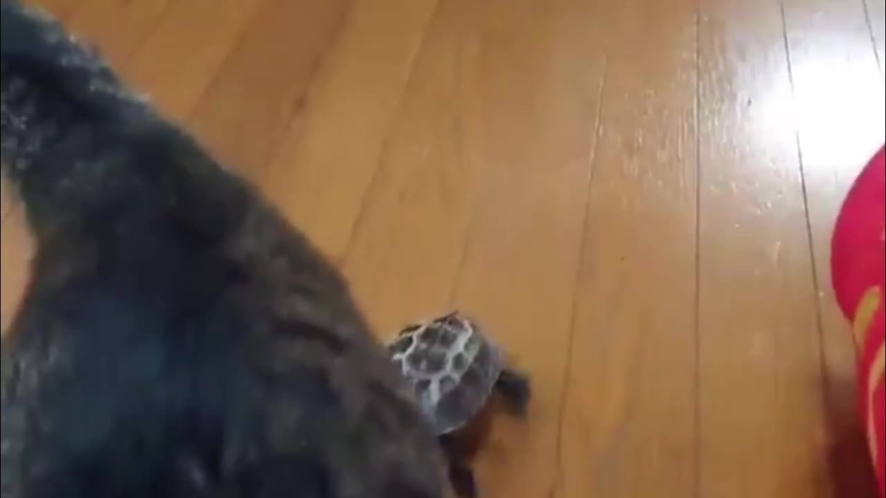小乌龟的酷炫玩儿法