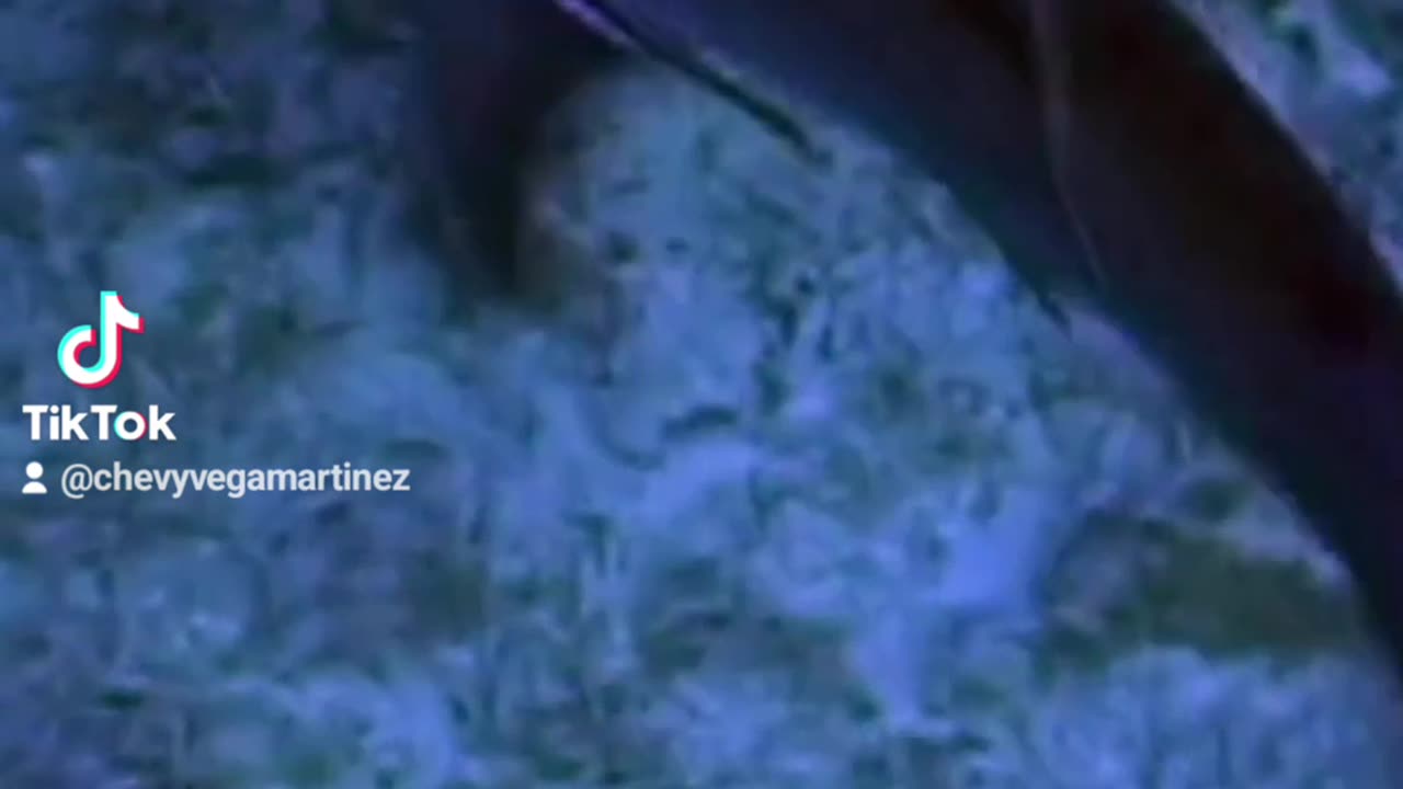 El radar oculto de los tiburones La línea lateral de los tiburones