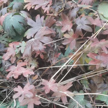 Leaves of Garden Geranium
