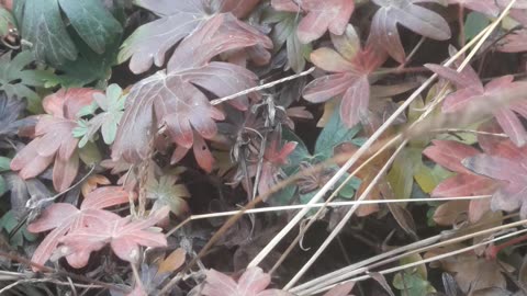 Leaves of Garden Geranium