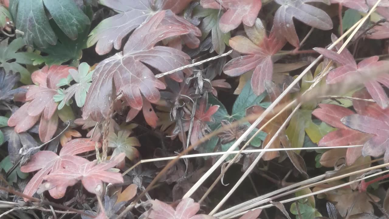 Leaves of Garden Geranium