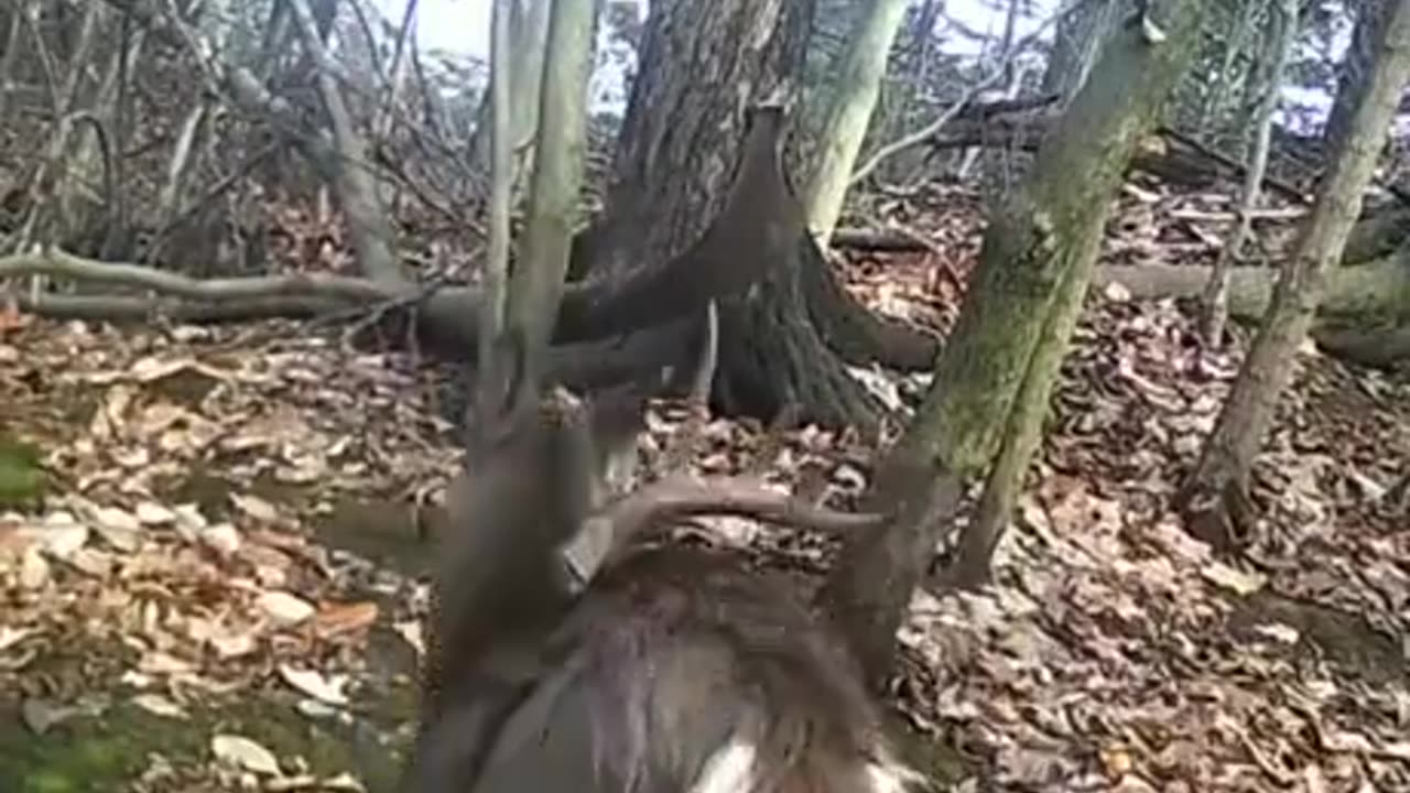 I thought they used their antlers to fight