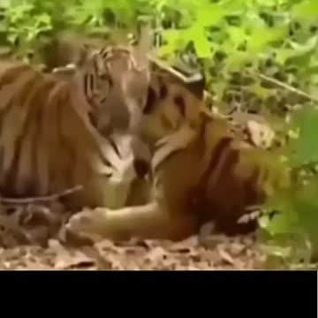 This ape is not afraid