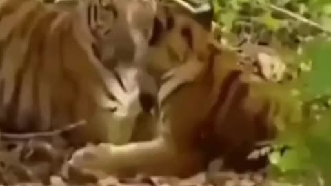 This ape is not afraid