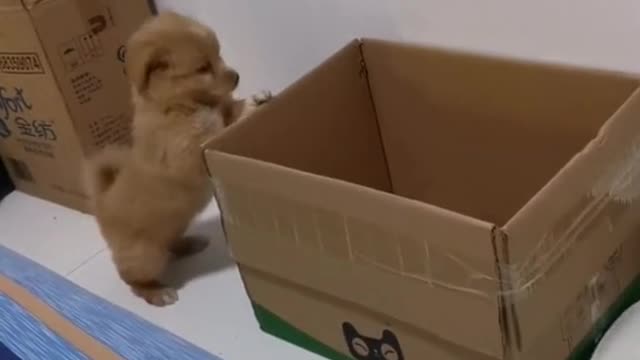 They used the box as a kennel