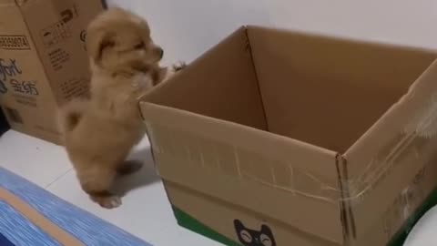 They used the box as a kennel