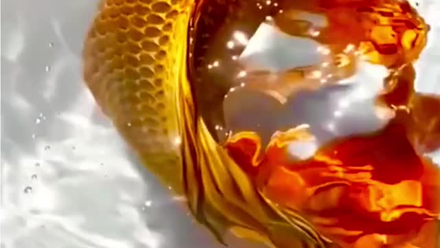 beautiful slayer koi fish