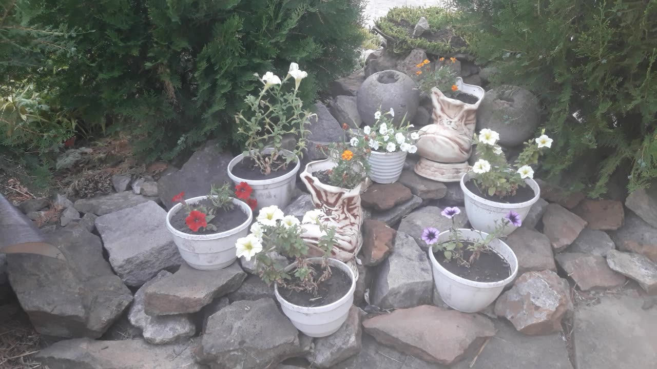 Alpine slide and petunias