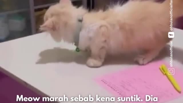 MEOW BETUL-BETUL MARAH GUYSS 😭😭😭😭 #ohbulan #santai #meow #kucing #marah #vet